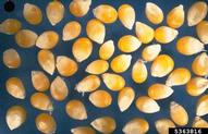 Close-up view of yellow popcorn seeds.