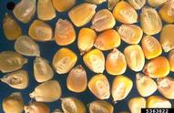 Close-up view of dent corn seeds.