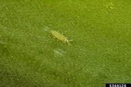 First instar nymph of onion thrips (<em>Thrips tabaci</em>).