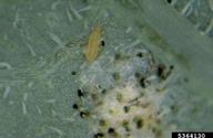 Second instar nymph (and damage to leaf) of the onion thrips (<em>Thrips tabaci</em>).