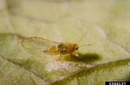 Teneral adult potato psyllid (<em>Bactericera cockerelli</em>).