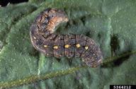 Colorful larva of the variegated cutworm (<em>Peridroma saucia</em>).