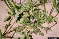 The weed species redstem filaree (<em>Erodium cicutarium</em>)  in an onion field.