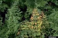 A carrot plant with symptoms of a phytoplasmic infection growing in the field.