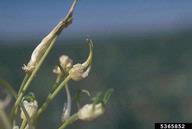 An onion flower head with a phytoplasmic infection in the field.
