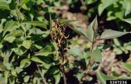 Symptoms of bacterial blight (<em>Pseudomonas syringae</em>) on a lilac.