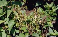 Symptoms of bacterial blight (<em>Pseudomonas syringae</em>) on a lilac.