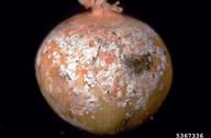 Blue mold (<em>Penicillium</em> sp.) on an onion bulb