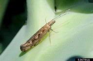 diamondback moth (<em>Plutella xylostella</em>) adult(s) on broccoli (<em>Brassica oleracea var. italica</em>)