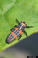 sevenspotted lady beetle