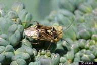 tarnished plant bug (<em>Lygus lineolaris</em>) adult(s) on broccoli (<em>Brassica oleracea var. italica</em>)