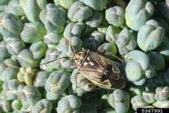 tarnished plant bug (<em>Lygus lineolaris</em>) adult(s) on broccoli (<em>Brassica oleracea var. italica</em>)