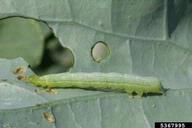 cabbage looper (<em>Trichoplusia ni</em>) larva(e) on broccoli (<em>Brassica oleracea var. italica</em>)