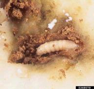 sweetpotato weevil (<em>Cylas formicarius</em>) larva(e) on sweetpotato (<em>Ipomoea batatas</em>)