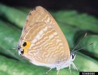 Merle Shepard, Gerald R.Carner, and P.A.C Ooi, Insects and their Natural Enemies Associated with Vegetables and Soybean in Southeast Asia,  Bugwood.org