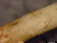 Ectotrophic hyphae and lobed hyphopodia of the fungus Gaeumannomyces graminis var. graminis.
