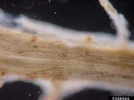 Ectotrophic hyphae and lobed hyphopodia of the fungus Gaeumannomyces graminis var. graminis.