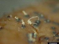 Dark, spore-producing bodies ("pycnidia") on fruit oozing tan tendrils of spores
