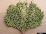 leaves are disorted with veins becoming parallel. Leaf tips are elongated. Growth regulator injury