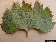 leaves are disorted with veins becoming parallel. Leaf tips are elongated. Growth regulator injury