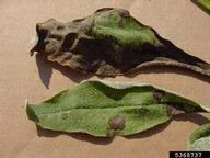 Portions of infected leaves will become necrotic.