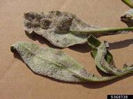 white fungal growth on the underside of infected portions of leaves which can turn brown/black in time