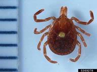 lone star tick (<em>Amblyomma americanum</em>) adult(s)