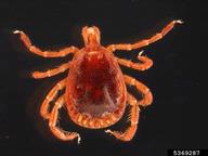 lone star tick (<em>Amblyomma americanum</em>) adult(s)