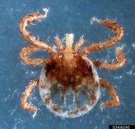 lone star tick (<em>Amblyomma americanum</em>) adult(s)