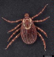 American dog tick (<em>Dermacentor variabilis</em>) adult(s)