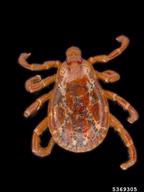 American dog tick (<em>Dermacentor variabilis</em>) adult(s)