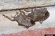 Adults overwintering on brick