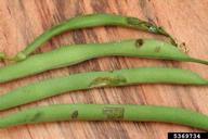Adult chewing injuries to snap bean pod
