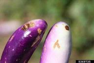 Adult chewing injuries to eggplant fruit