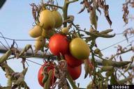 Dull fruit color from psyllid infestation
