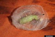 Young pupa within cocoon