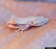 Osteopilus septentrionalis Bugwoodwiki