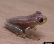 Osteopilus septentrionalis Bugwoodwiki