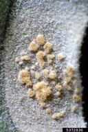 Kutilakesa fungus (<em>Kutilakesa pironii</em>) symptoms on ceniza (<em>Leucophyllum frutescens</em>)