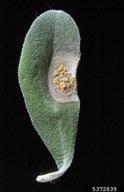 Kutilakesa fungus (<em>Kutilakesa pironii</em>) symptoms on ceniza (<em>Leucophyllum frutescens</em>)