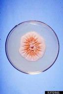 PDA 19 day old cultures. Isolated from edible fig {Ficus carica).