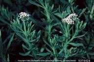 Joseph M. DiTomaso, University of California - Davis,  Bugwood.org