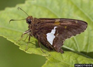 silverspotted skipper (<em>Epargyreus clarus</em>) adult(s)