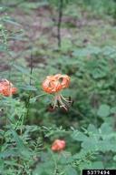 tiger lily (<em>Lilium lancifolium</em>) plant(s)