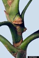Kutilakesa fungus (<em>Kutilakesa pironii</em>) symptoms on paperplant (<em>Fatsia japonica</em>)