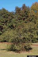 with fruit in November
