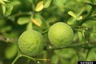 fruits and thorns in August