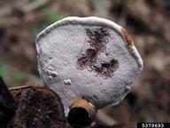 artist's conk (<em>Ganoderma applanatum</em>) fruiting bodies on oak (<em>Quercus spp.</em>)