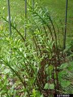 Infested patch of Lilies
 