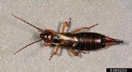 European earwig (<em>Forficula auricularia</em>) adult(s)